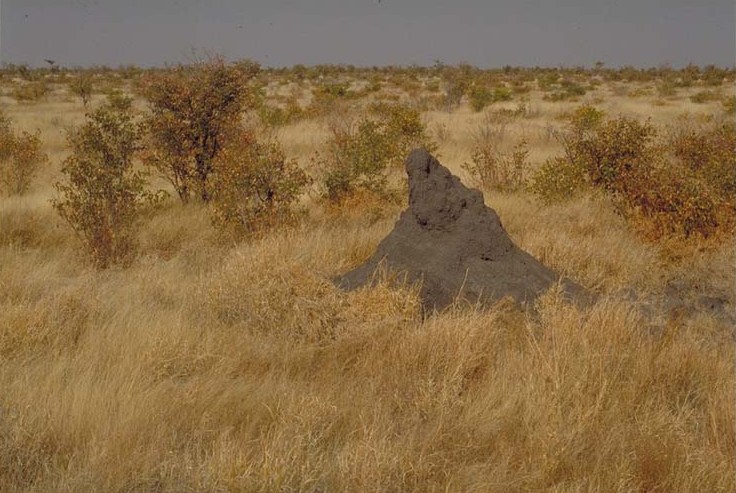 Central Etosha Mopane Savanna I