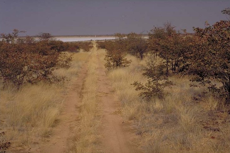 Central Etosha Mopane Savanna II