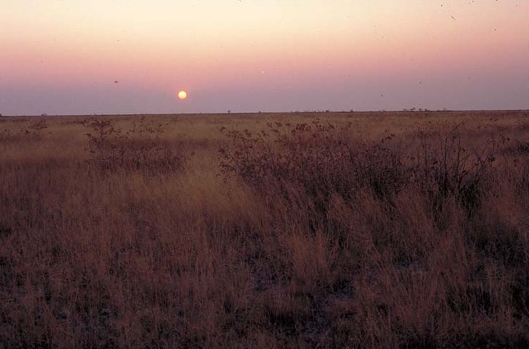 Central Etosha Mopane Savanna III