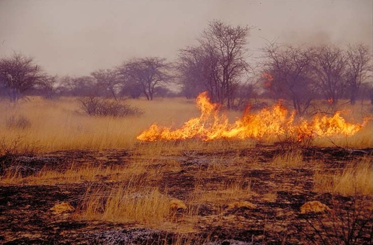 Fire in Etosha I