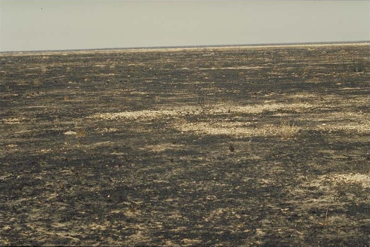 Fire in Etosha III