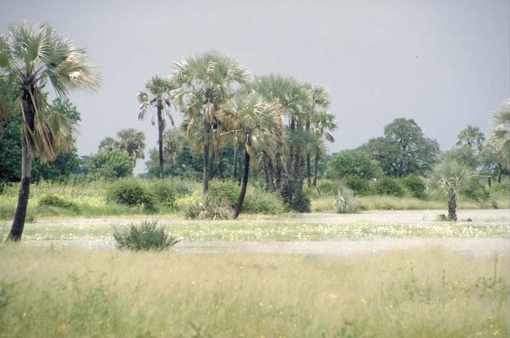 Owambo Palm Tree Savanna