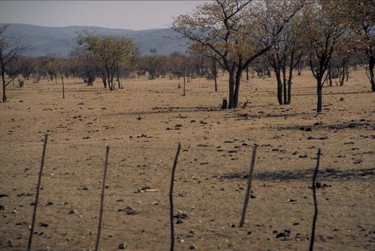 Western Etosha - Damaraland II