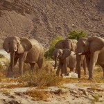 Western Etosha - Damaraland X