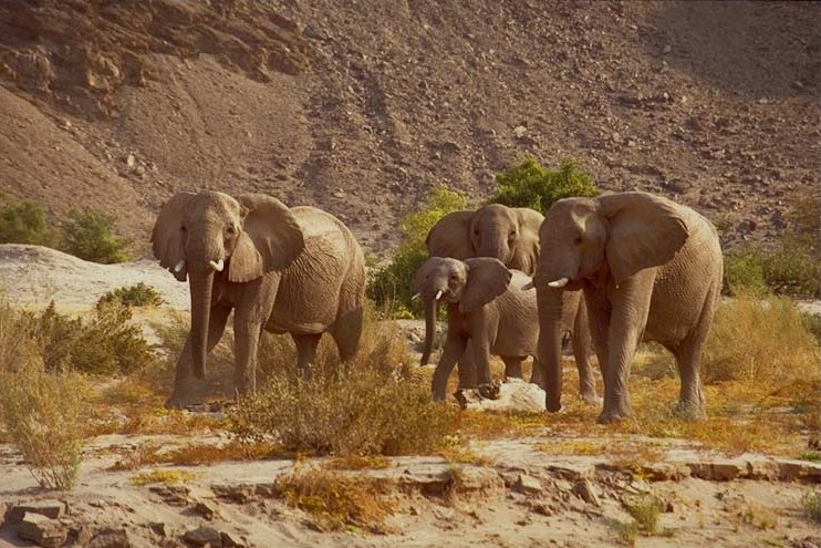 Western Etosha - Damaraland X