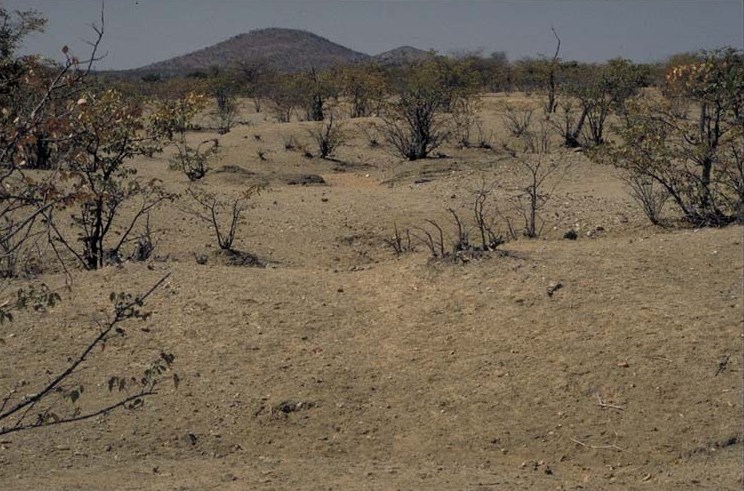 Western Etosha VI